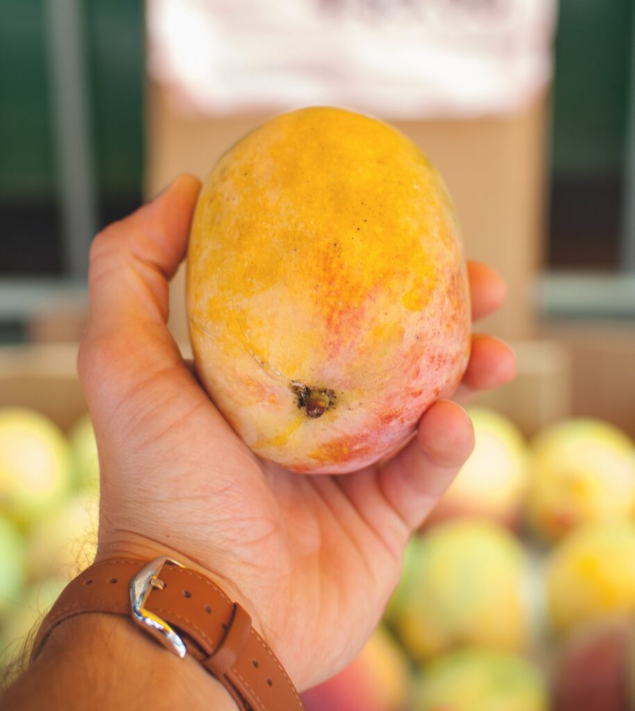 A picture of a hand holding a mango