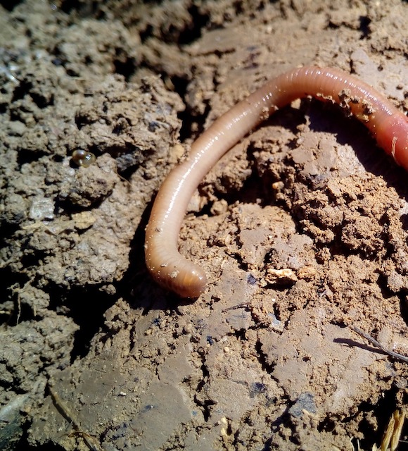 A picture of a worm in a vermicompost bin