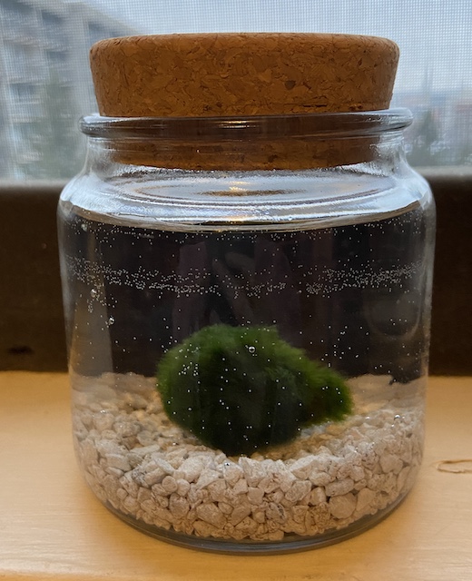 A picture of a Moss Amigos moss ball in a glass jar on a window sill
