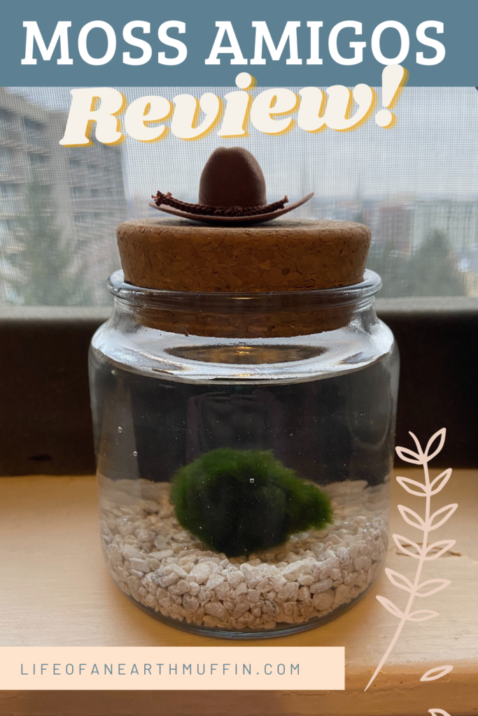 A New Addition to my Plant Family - Moss Amigos Review!