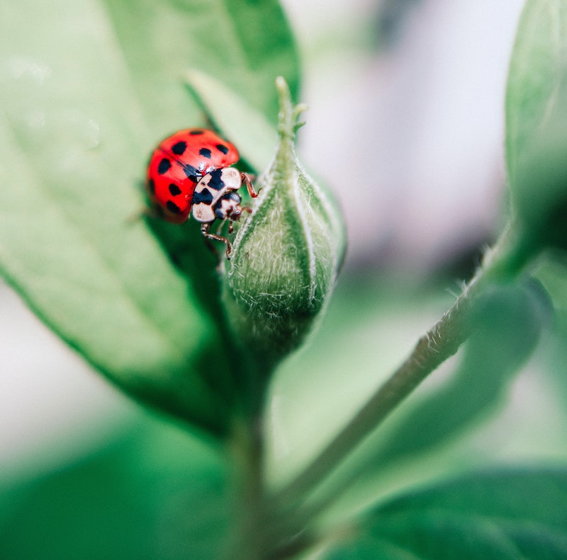 A picture of a ladybug on a plant in a garden