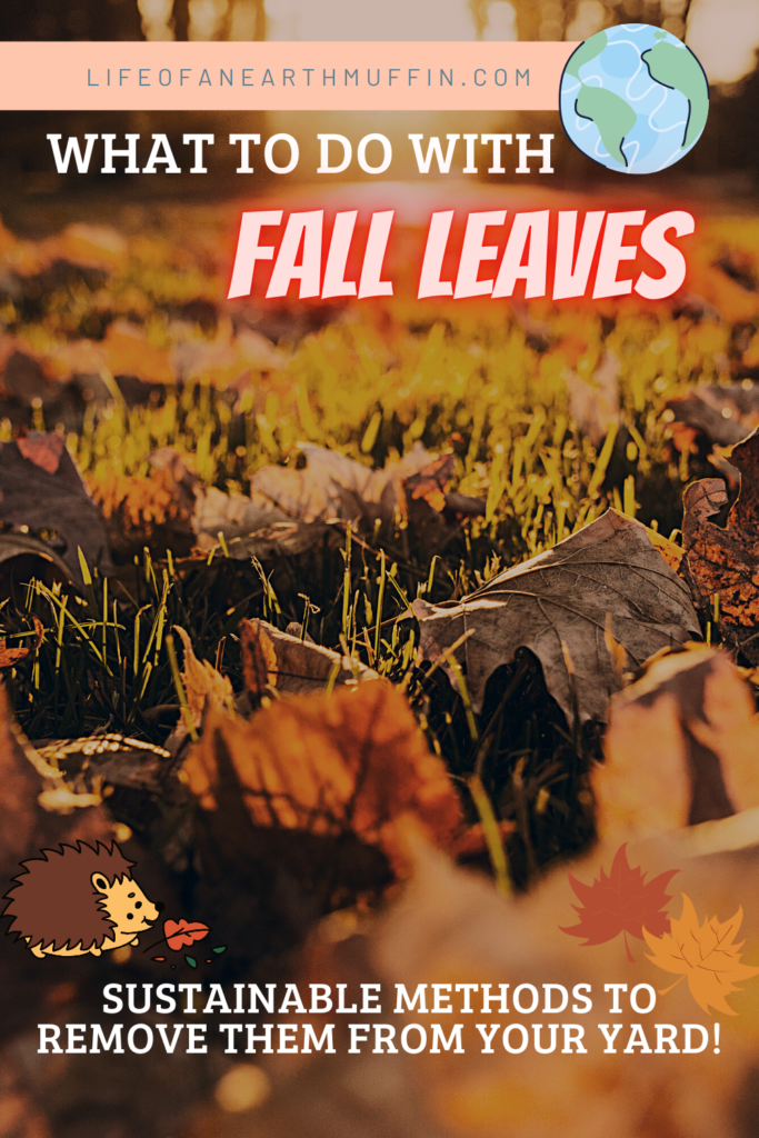 What to do with leaves in the fall
