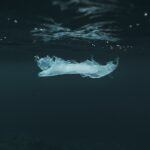 plastic-bag-in-ocean