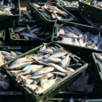 sustainably caught fish